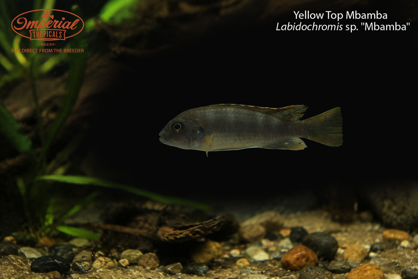 Yellow Top Mbamba