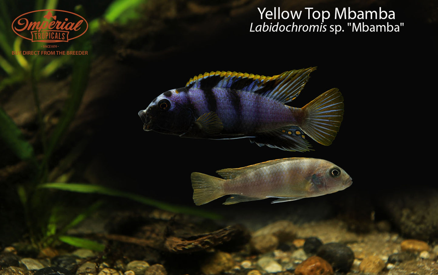Yellow Top Mbamba