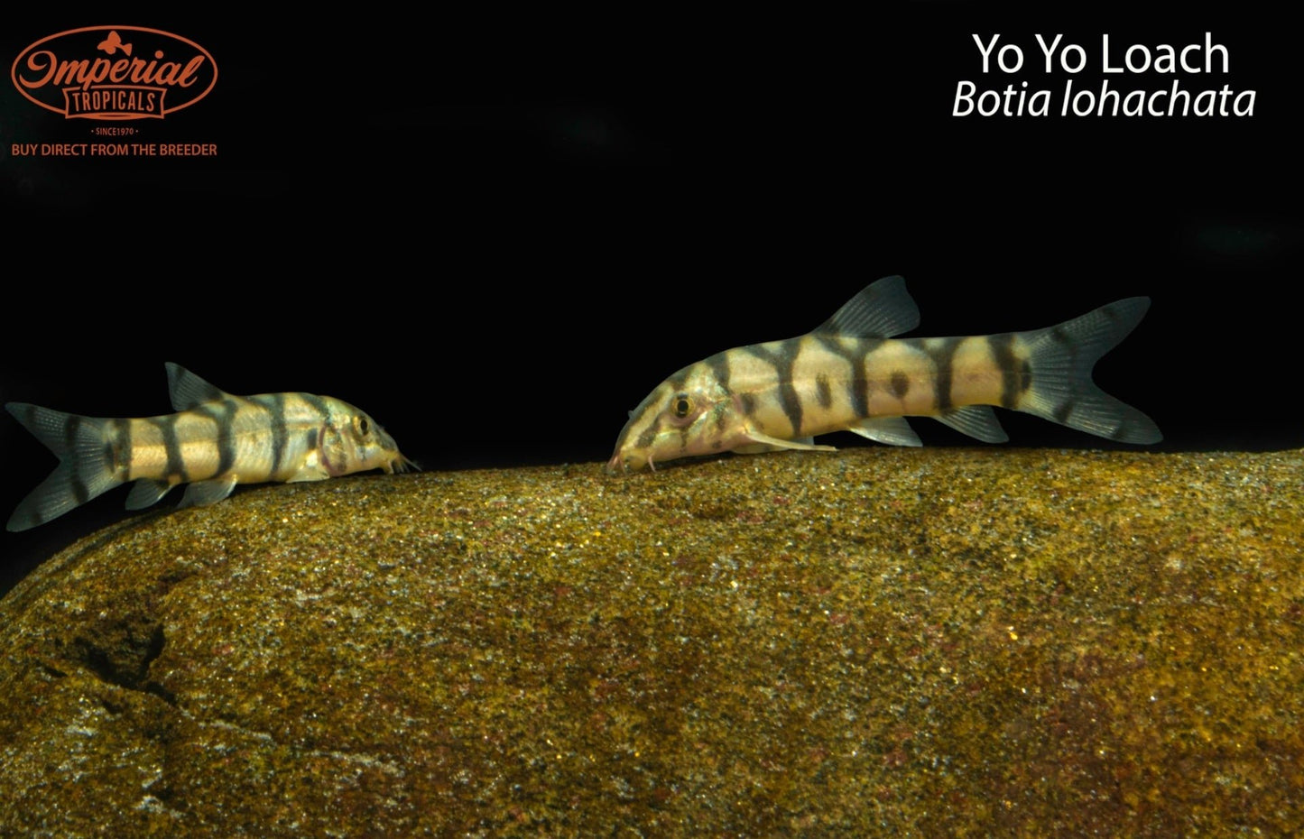 Yo Yo Loach