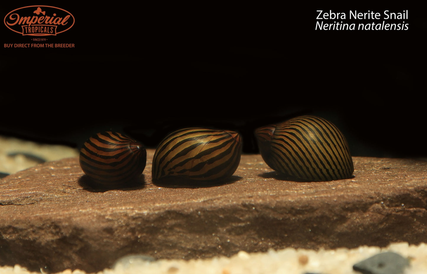 Zebra Nerite Snail