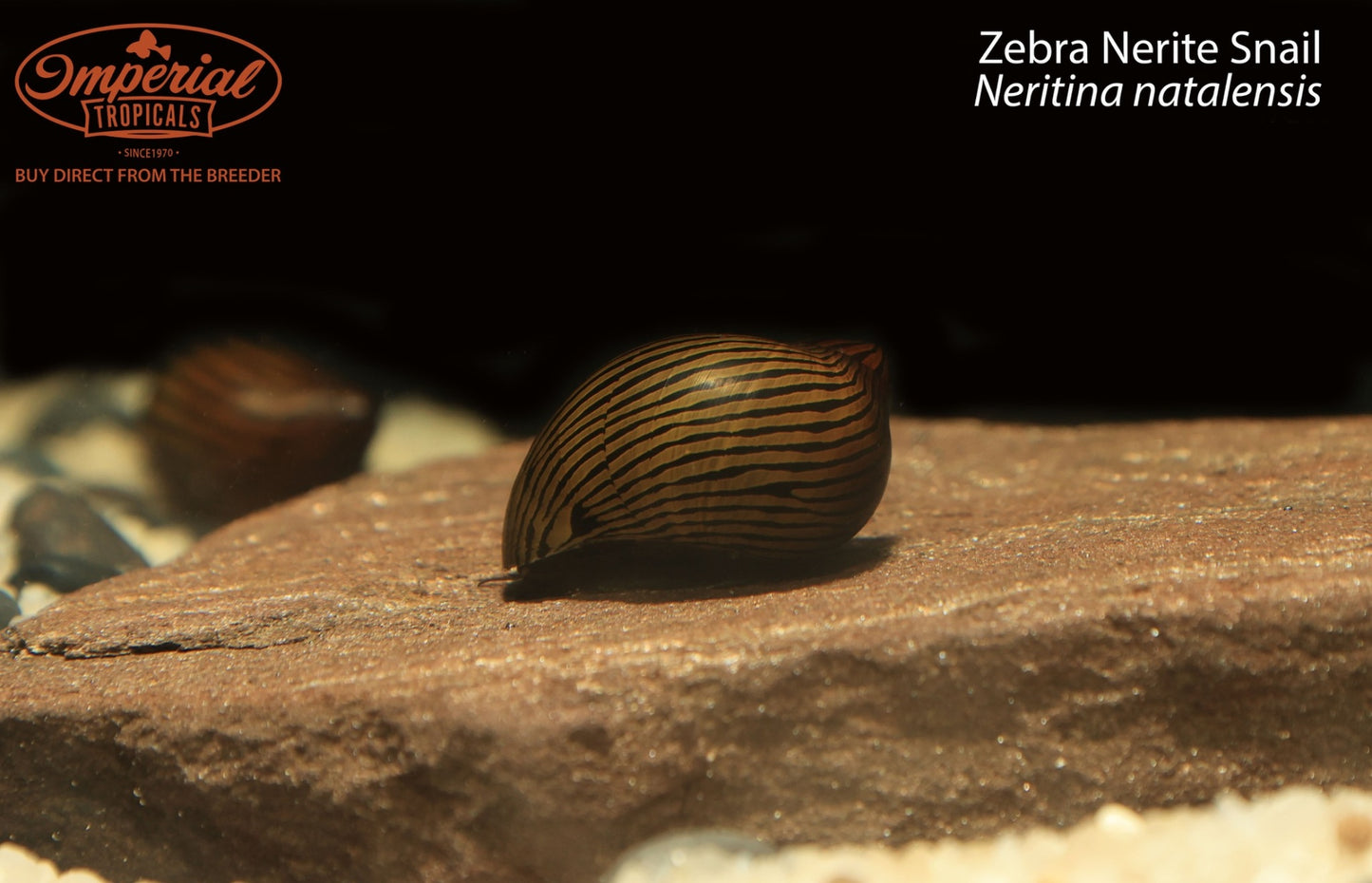 Zebra Nerite Snail