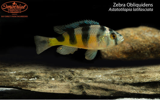Zebra Obliquidens