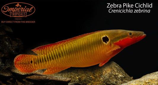 Zebra Pike Cichlid