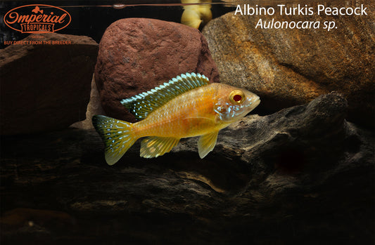 BOGO Albino Turkis Peacock