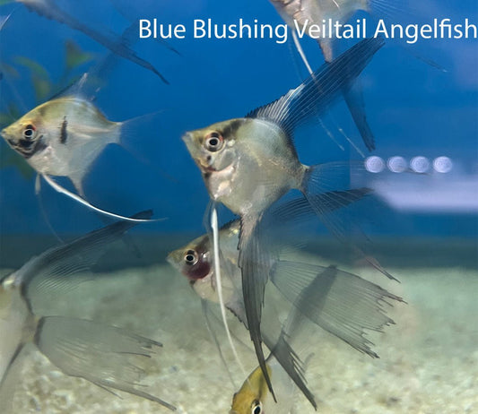 Blue Blushing Veil-Tail Angelfish