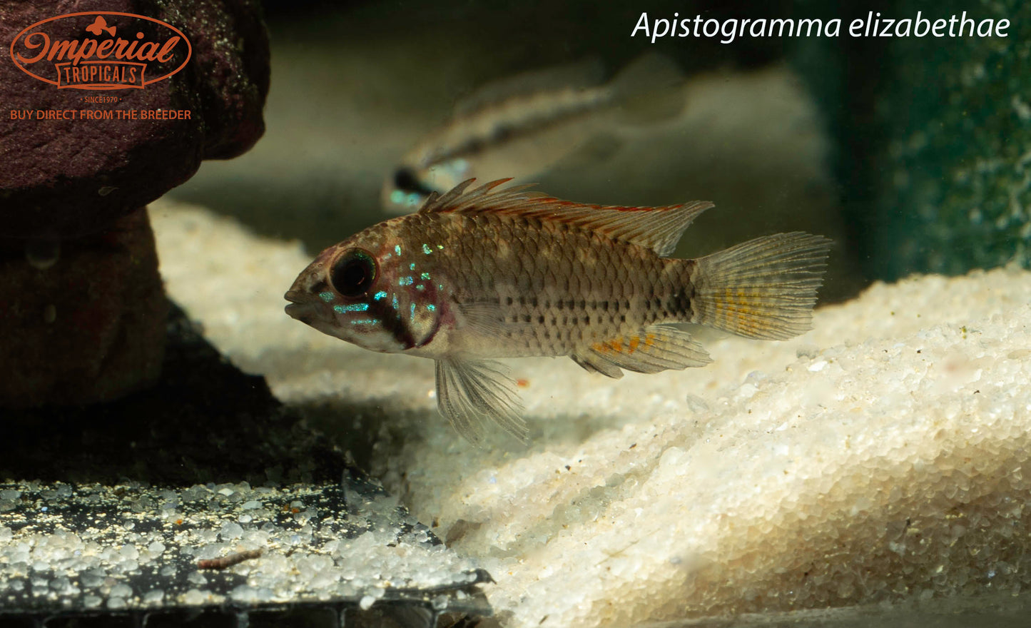 Apistogramma elizabethae