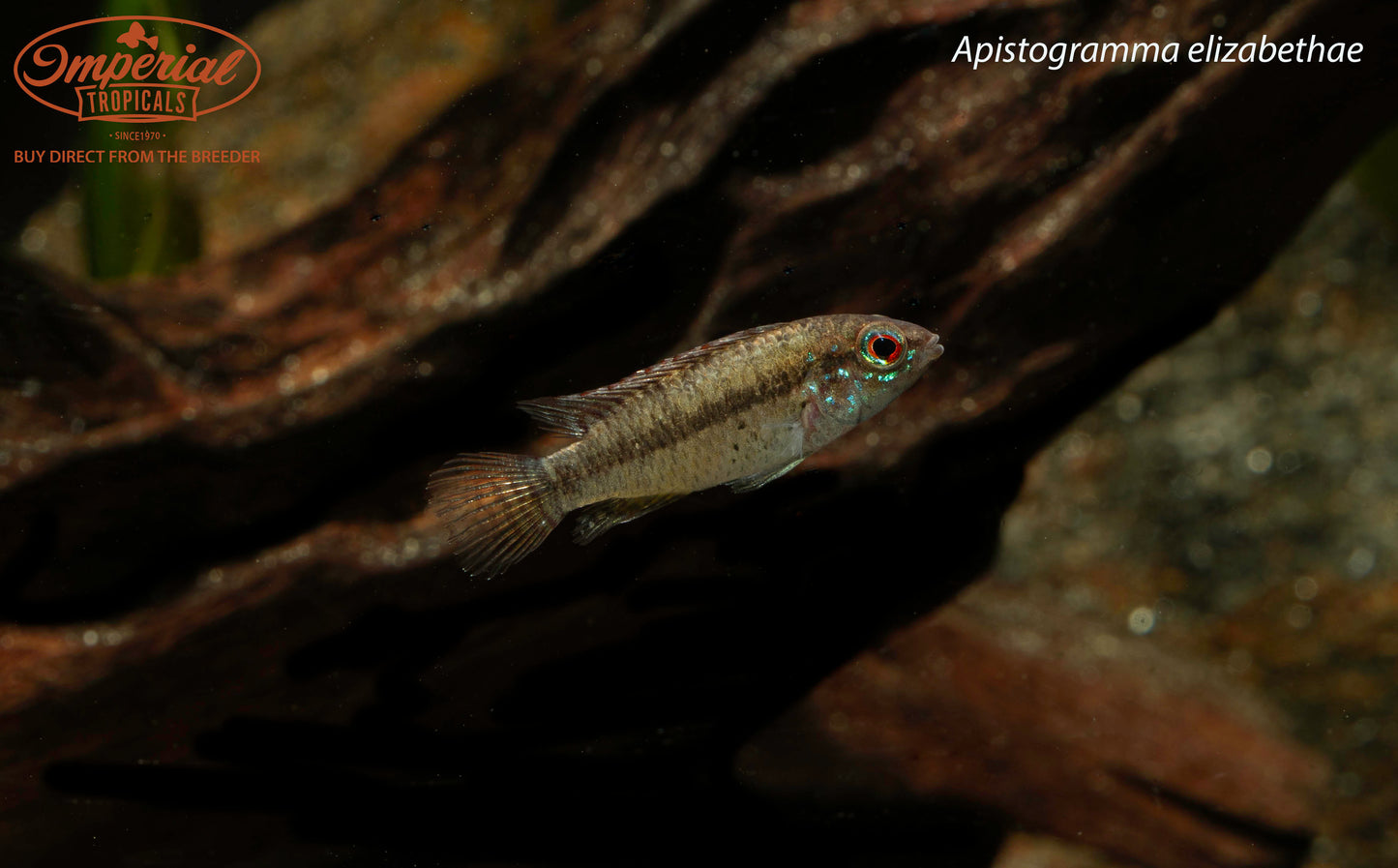 Apistogramma elizabethae