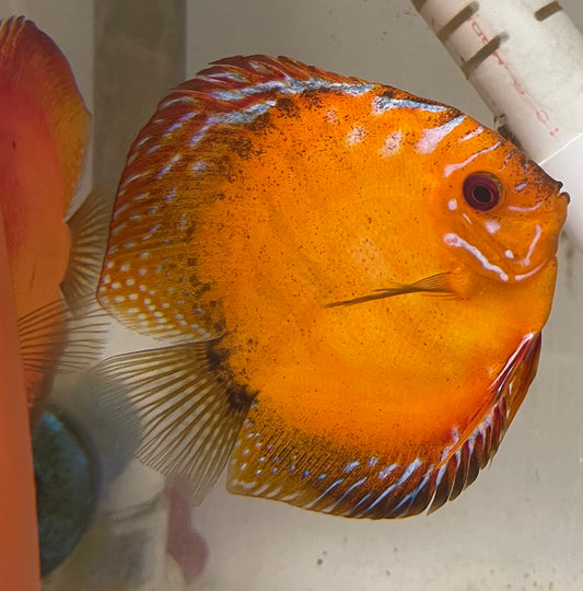 Apricot Discus
