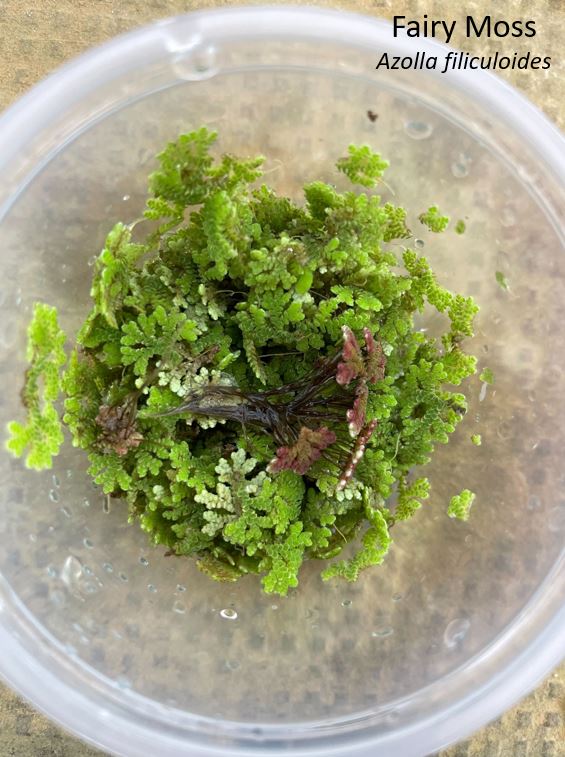 Fairy Moss – Imperial Tropicals