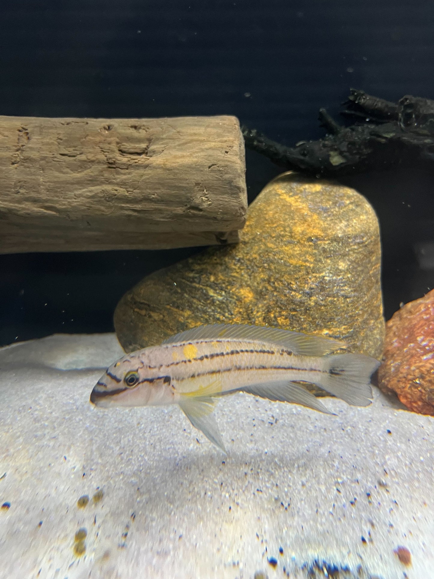 Chalinochromis sp. "Bifrenatus"