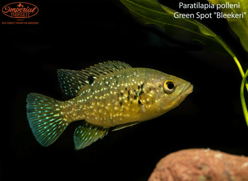 Starry Night Cichlid "Bleekeri" (Paratilapia polleni) - shop Imperial