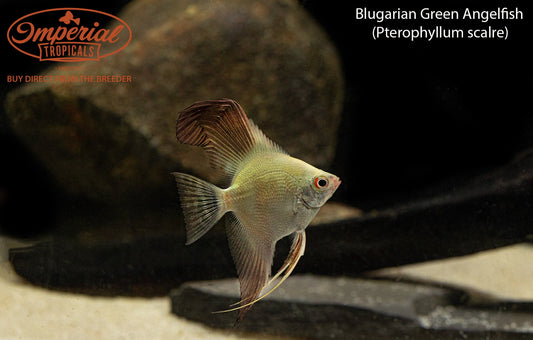 Bulgarian Green Angelfish