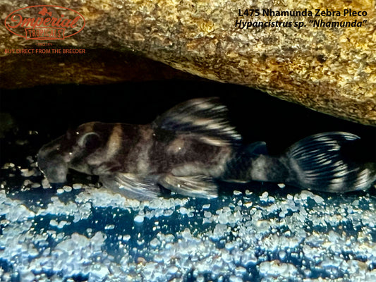 L475 Nhamunda Zebra Pleco