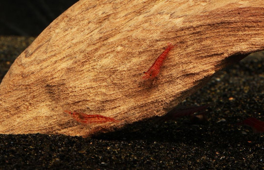 Cherry Shrimp