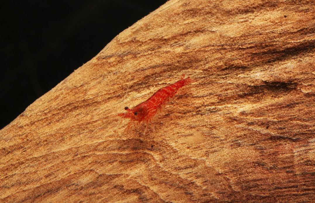 Cherry Shrimp