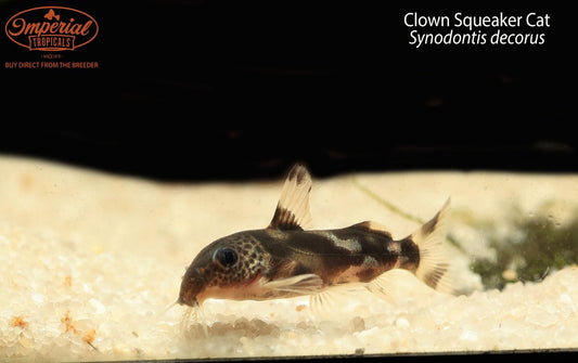 BOGO Clown Squeaker Cat