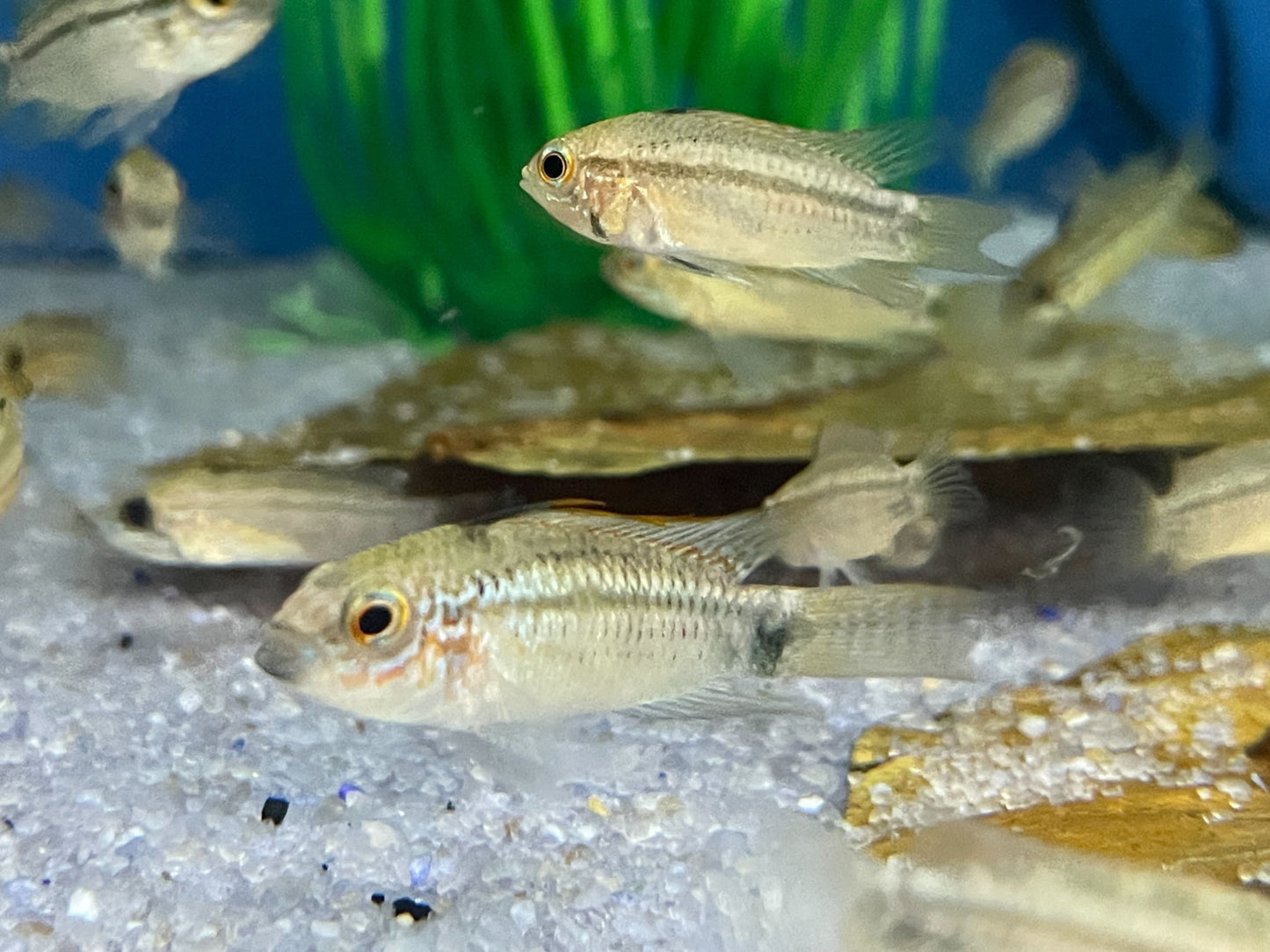 Diamond Apistogramma