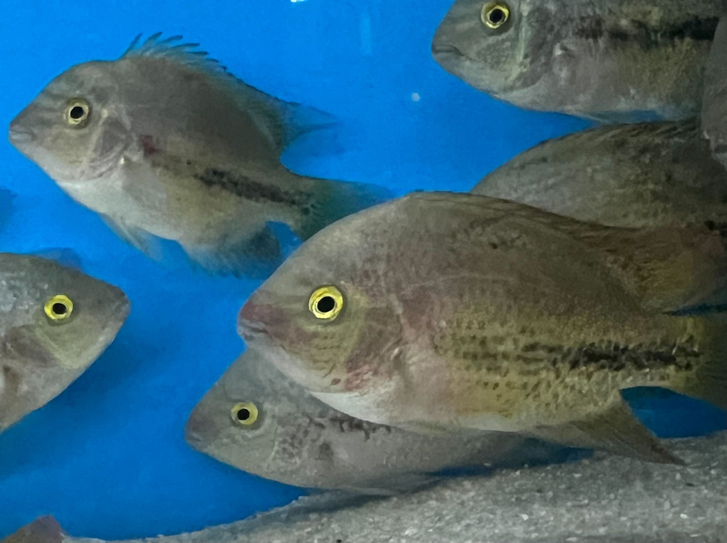 Fenestrata Cichlid "Las Playas"