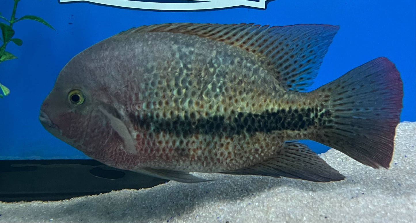 Fenestrata Cichlid "Las Playas"