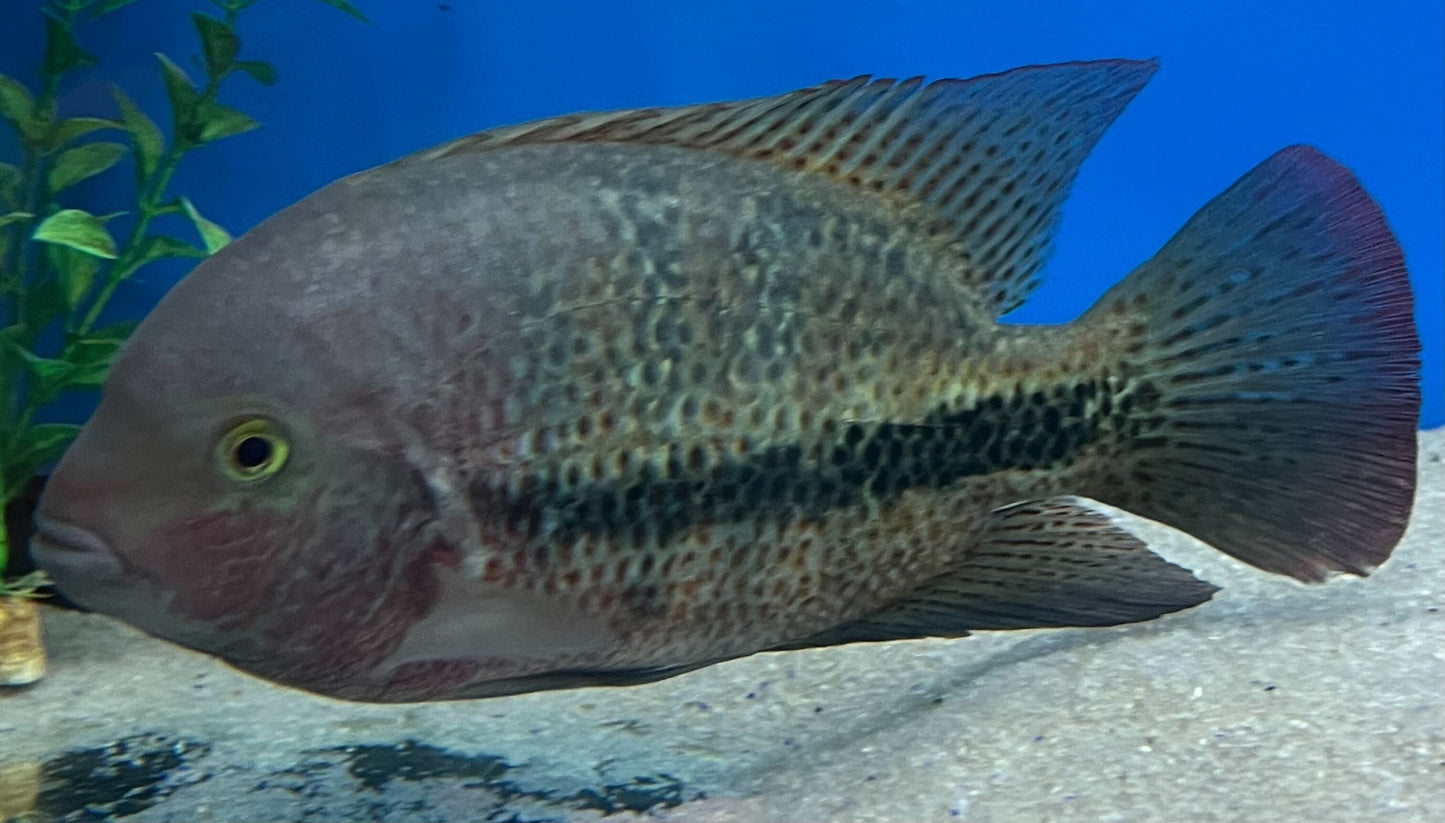 Fenestrata Cichlid "Las Playas"