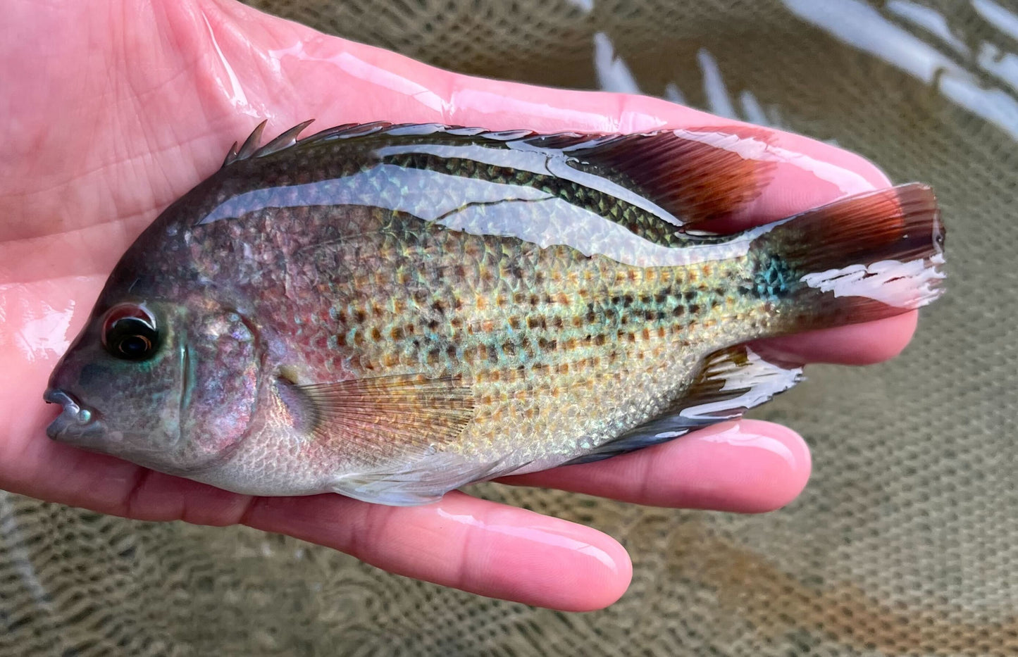 Fenestrata Cichlid "Las Playas"