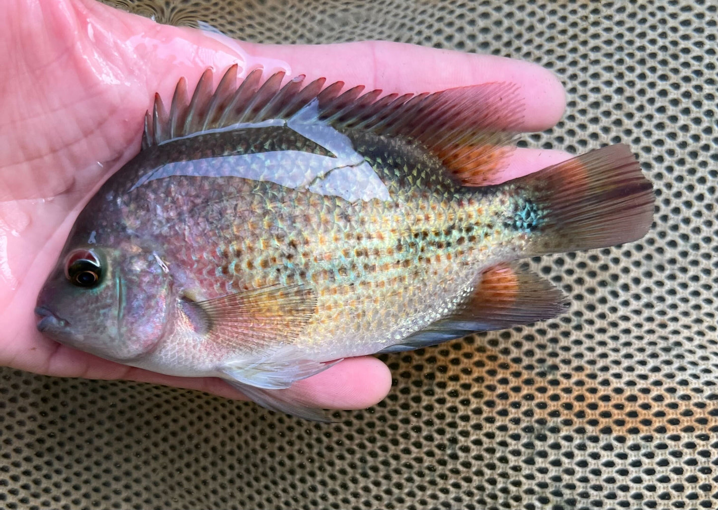 Fenestrata Cichlid "Las Playas"