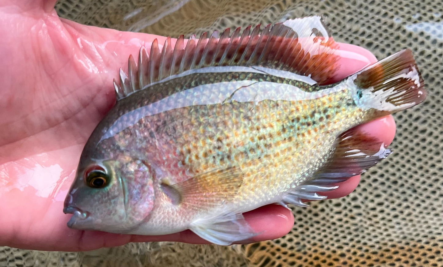 Fenestrata Cichlid "Las Playas"