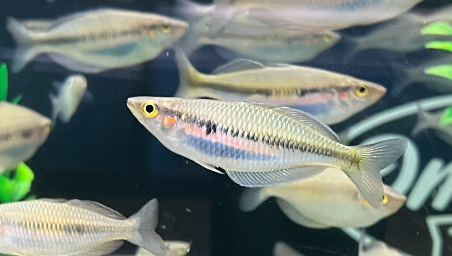 Kali Jamas Rainbowfish