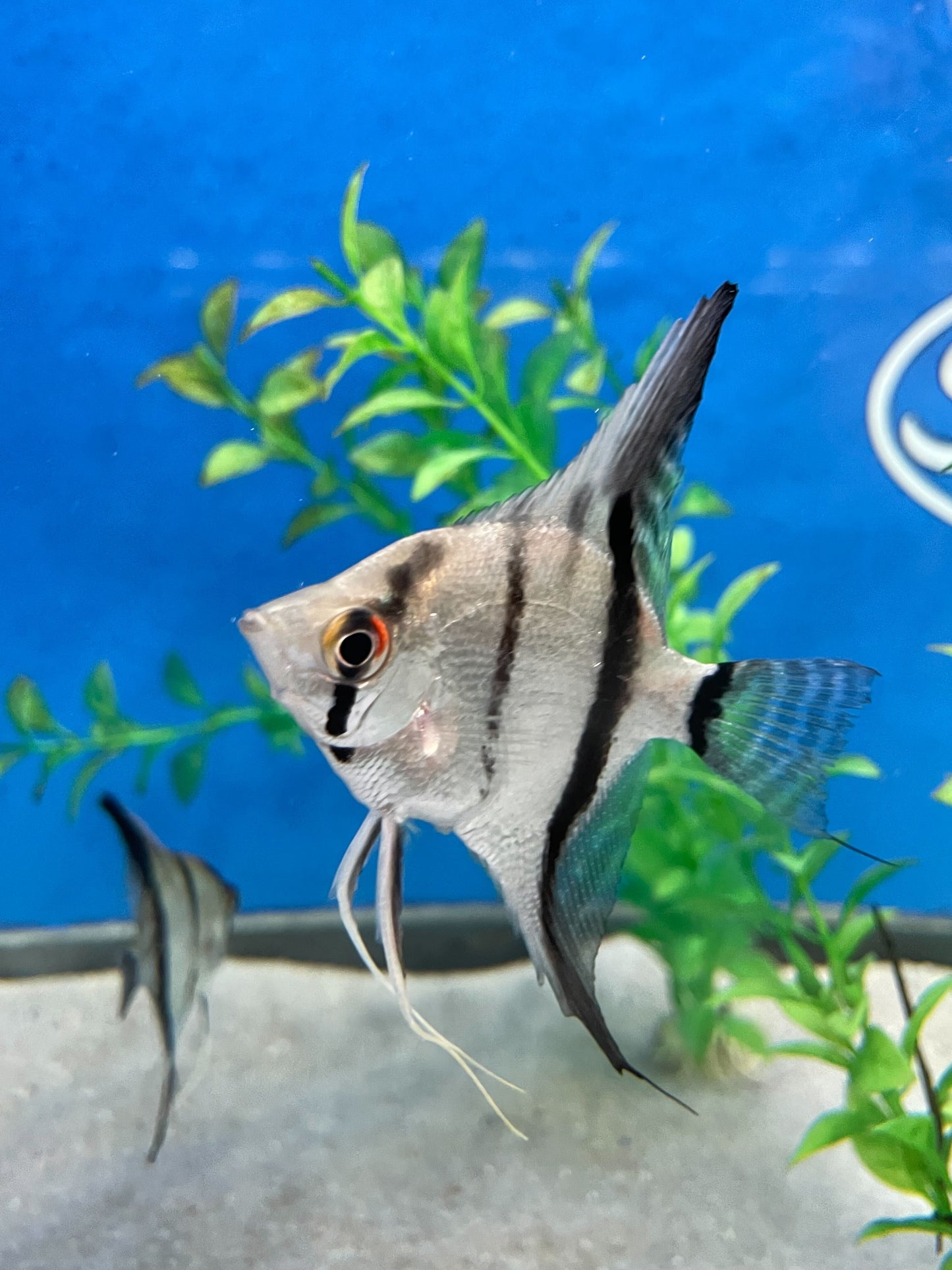 Leopold's Angelfish