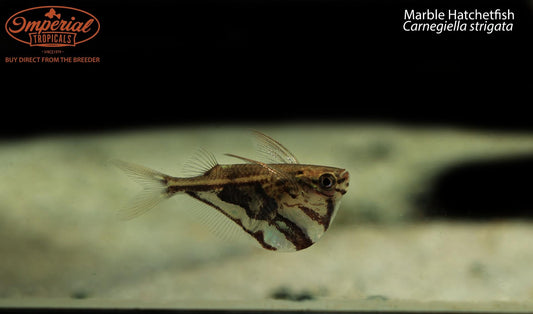 BOGO Marble Hatchetfish