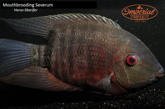 Mouthbrooding Severum