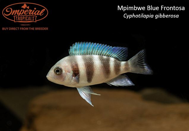 Mpimbwe Blue Frontosa