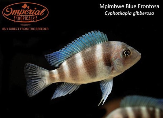 Mpimbwe Blue Frontosa