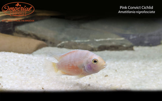 Pink Convict Cichlid