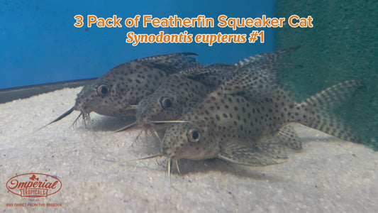 WYSIWYG 3 Pack of Featherfin Squeaker Cats #1