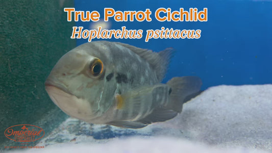 WYSIWYG True Parrot Cichlid