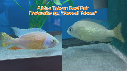 WYSIWYG Albino Taiwan Reef Pair