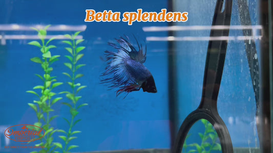 WYSIWYG Male Crowntail Betta Splendens #2