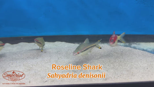 WYSIWYG Roseline Sharks