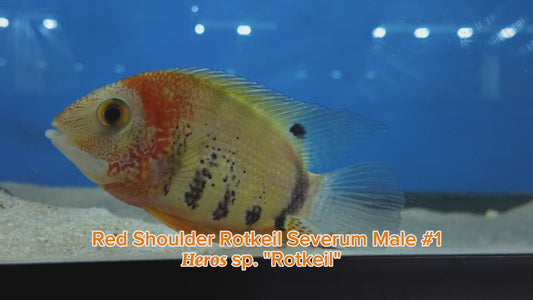 WYSIWYG Red Shoulder Rotkeil Severum Male #1