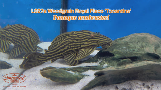 WYSIWYG L027a Woodgrain Royal Pleco 'Tocantins'