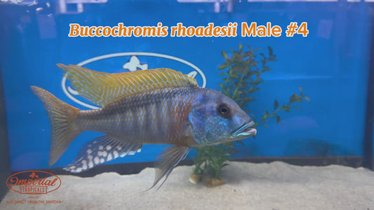WYSIWYG Buccochromis rhoadesii Male #4