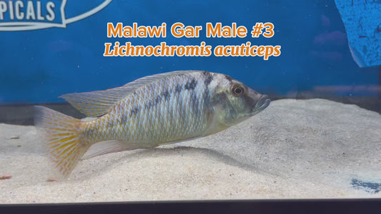 WYSIWYG Malawi Gar Male #3