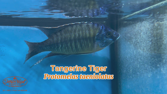 WYSIWYG Tangerine Tiger Male