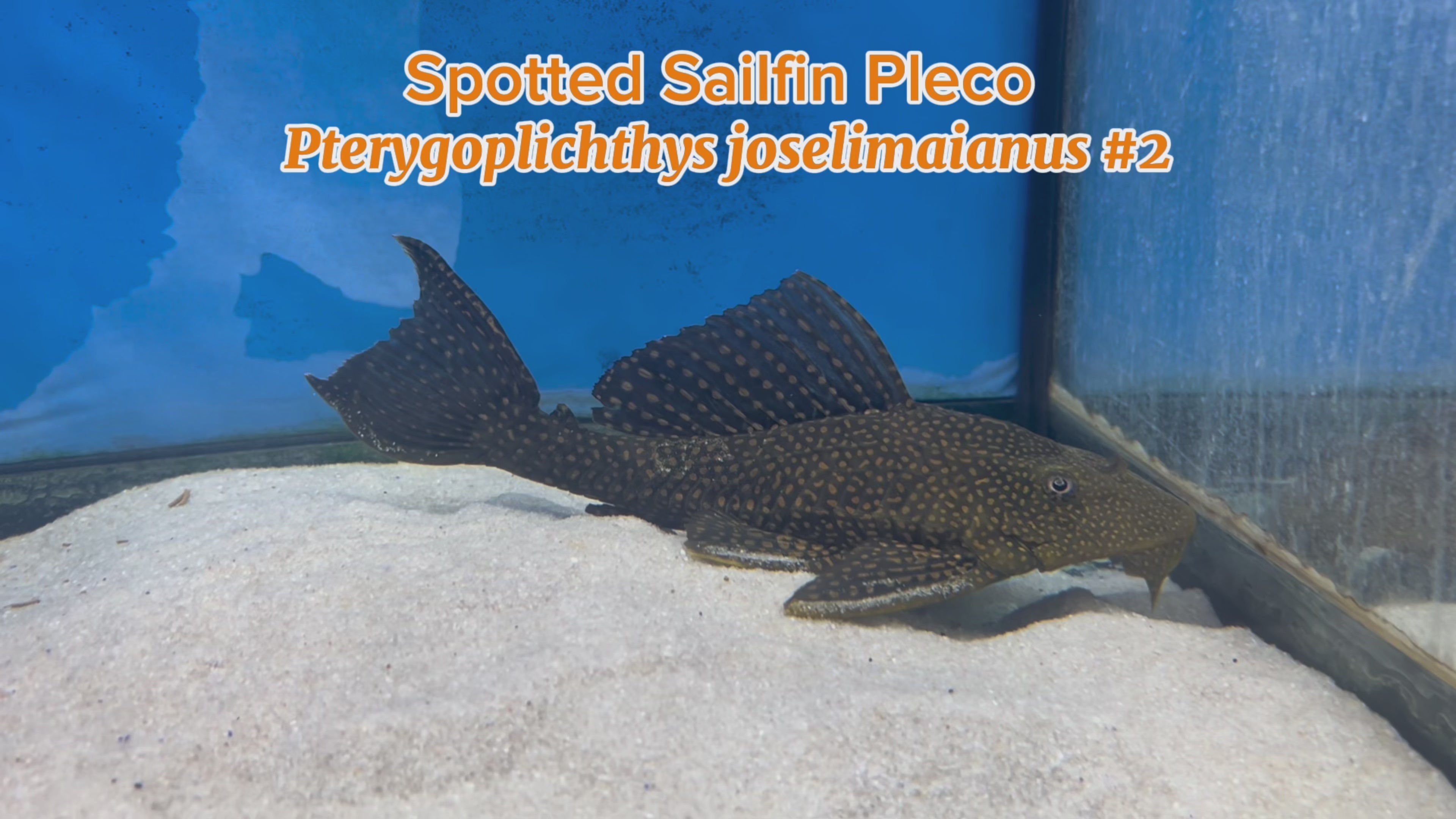 WYSIWYG Spotted Sailfin Pleco #2 – Imperial Tropicals