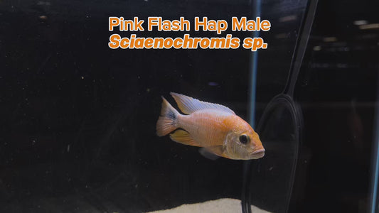 WYSIWYG Pink Flash Hap Male