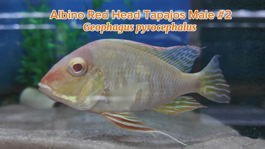 WYSIWYG Albino Red Head Tapajos Male #2