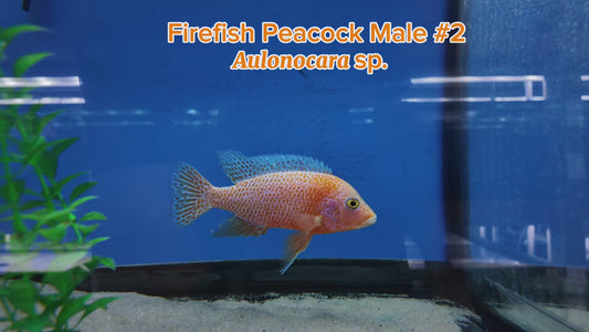 WYSIWYG Firefish Peacock Male #2