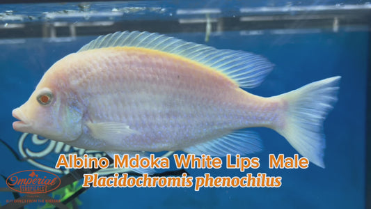 WYSIWYG Albino Mdoka White Lips Male