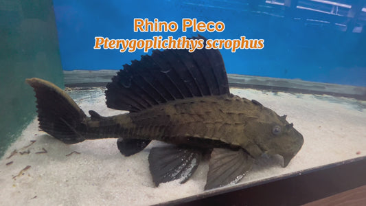 WYSIWYG Rhino Pleco